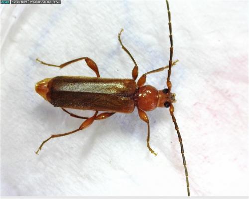 Réf. 258 432 : Phymatodes testaceus